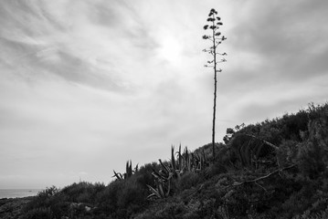 Seashore covered with plants in black and white, high contrast. 