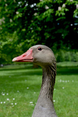 Head of a Greylag Goose (Anser anser) in a park