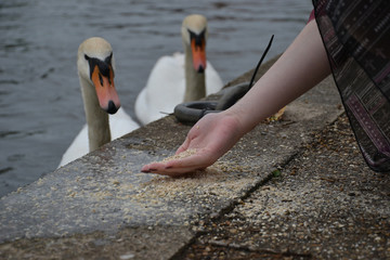 Two Mute Swans swimming towards a lady's hand - hand feeding oats © Robert