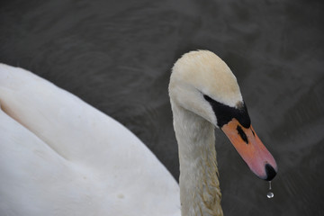 Obraz premium A white Mute Swan (Cygnus olor) dribbling