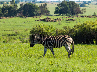 Fototapeta na wymiar zebra in a field
