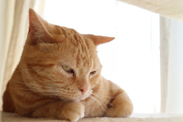 伏目の猫アメリカンショートヘアー