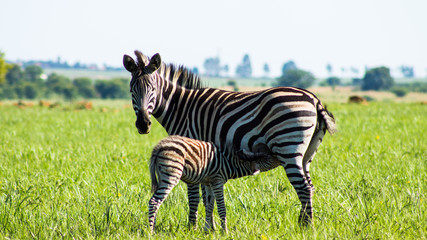 baby Zebra feeding