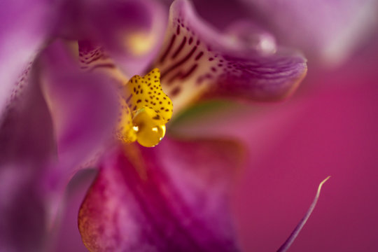 Orchideenkopf