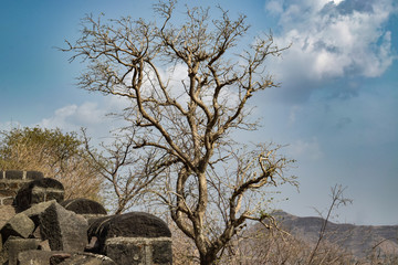 Dead tree and sky