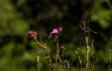 purple wild flowers in a field