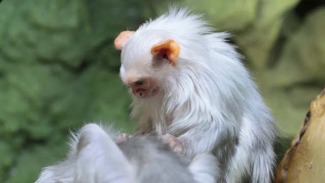 Silver marmoset Mico argentatus sits on a stick and looks for insects from its relative.