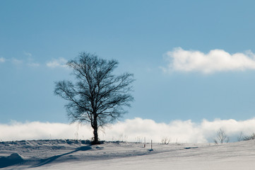 雪原に立つ冬木立と青空