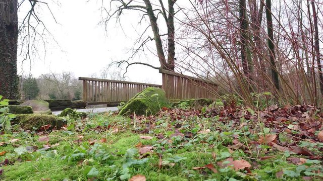 Wooden bridge in forest