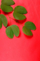 Indian Festival Dussehra, showing golden leaf on red background. Greeting card.