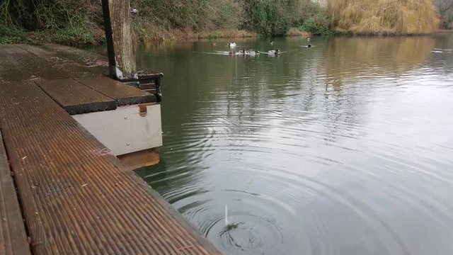 Water dripping into pond while flock of ducks swimming in the background