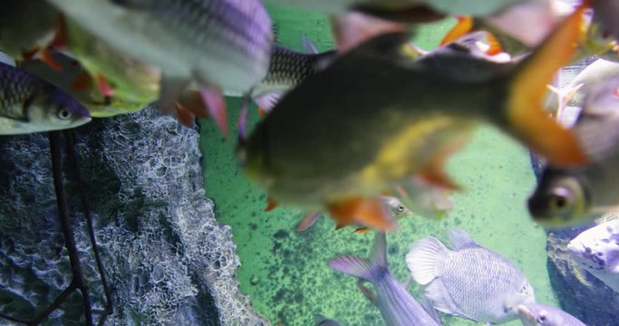 Tinfoil barb swims in an aquarium. Many barbonymus schwanenfeldii. Underwater fauna.