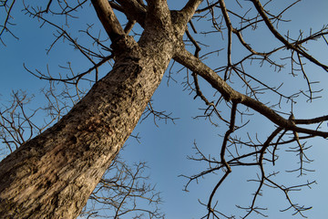 old tree on blue sky