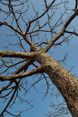 dead tree on blue sky