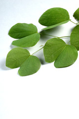 Indian Festival Dussehra, showing golden leaf on grey background. Greeting card.