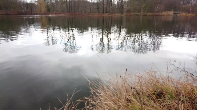 Reflection of trees on pond water with yellow reeds on foreground