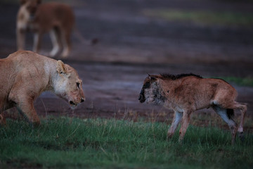 The Stand off