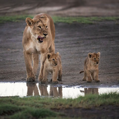 Momma Lioness and cubs