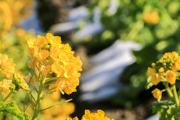 菜の花