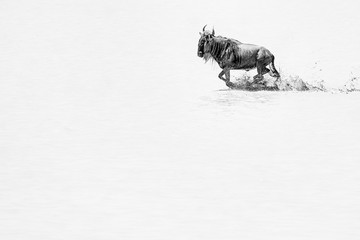 Wildebeest running through the water, B&W