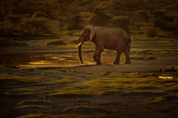 Elephant at the end of Day