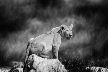 Lioness on the rock, in b&w