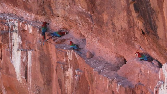Scarlet macaws interacting at crack of sandstone cliff in Buraco das Araras, MS, Brazil