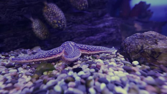 Amur starfish moves along the bottom. Asterias amurensis moves the ambulacral legs.