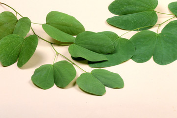 Indian Festival Dussehra, showing golden leaf . Greeting card.