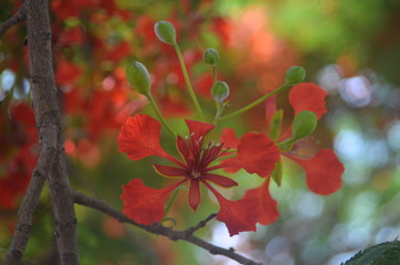 Flor de tabachín