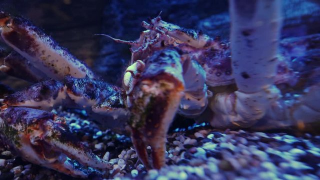 Kamchatka crab close-up. Paralithodes camtschaticus moves antennas. Underwater shooting.