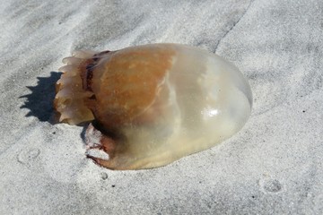 Jellyfish on sand background in Atlantic coast of North Florida, closeup 