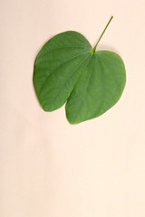 Indian Festival Dussehra, showing golden leaf . Greeting card.