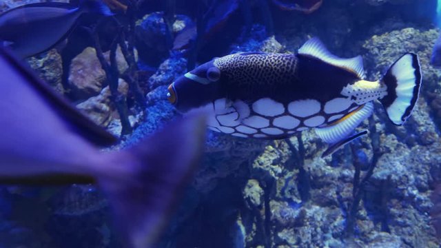 Clown triggerfish Coral reef fish swims underwater.