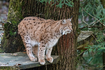 Lynx sitting on a fallen tree trunk