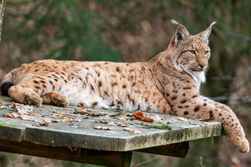 Lynx sitting on a fallen tree trunk