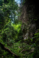 Jungle / Rainforest  , Thailand Chang Mai Aisa with Rock