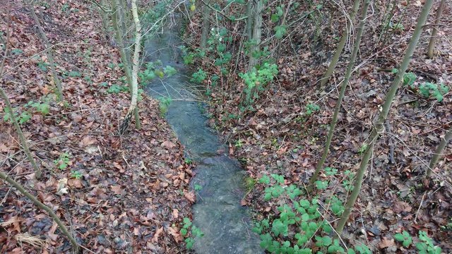 Creek flowing through dead leaves in forest