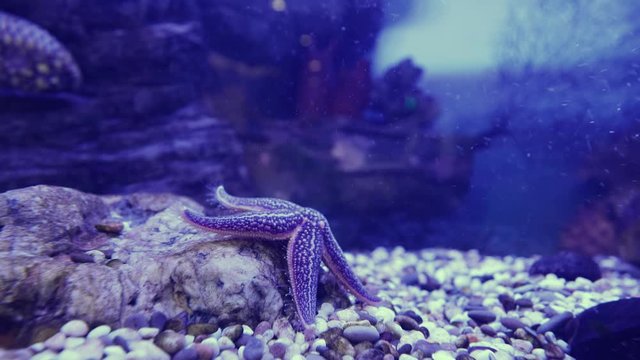 Amur starfish climbing a stone. Asterias amurensis moves the ambulacral legs.
