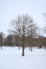 trees in winter