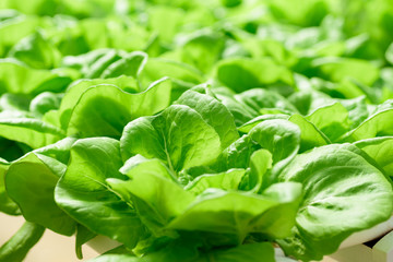 Hydroponics vegetables plant growing in greenhouse