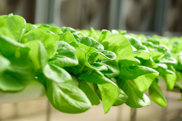 Hydroponics vegetables plant growing in greenhouse