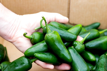 heap fresh green jalapeno Mexican chilli pick up full of hand in carton box 