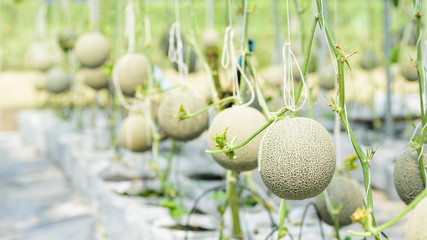 Melon fruit plant growing in greenhouse farm, Thailand