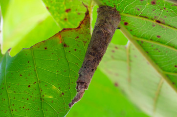 Bagworm Attached To Almond Leaf