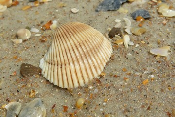 Beautiful beige seashell on sand background in Atlantic coast of North Florida