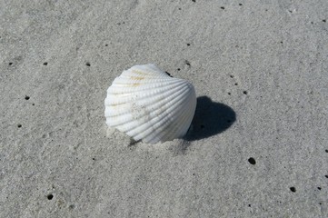 Fototapeta na wymiar White seashell on the sand