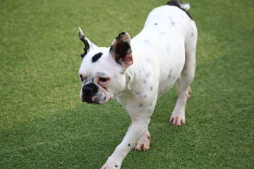 Happy puppies in a private playground