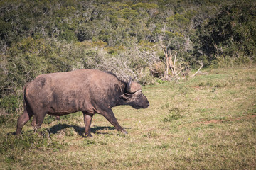 Fototapeta premium búfalo