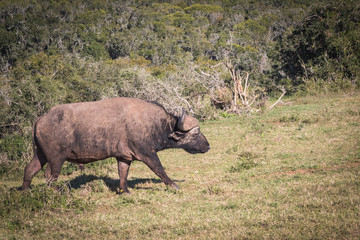 búfalo